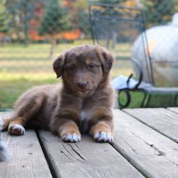 Australian Shepherd Puppies from Chippewa Falls Aussie Paws
