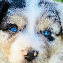 Miniature Australian Shepherds from Stonehill Aussies