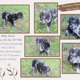 Woodrow Wilson - Blue merle male Aussiedoodle puppy in Asheboro, North Carolina from Stellar Aussies