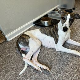 Ranger - Whippet