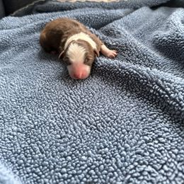Puppy boy 1 - Red & white male Australian Shepherd puppy in Ellston, Iowa from Chania's Australian Shepherds