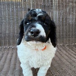 Red Collar - Phantom male Poodle puppy in Huntsville, Alabama from Flint River Poodles