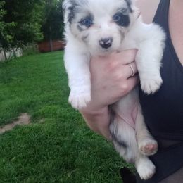 Australian Shepherd Puppies from Melick Kennels