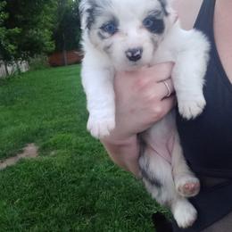 Australian Shepherd Puppies from Melick Kennels