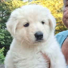 Mr Bo Jangles - White male German Shepherd puppy in Cleveland, Tennessee from Ocoee Valley German Shepherd Dogs