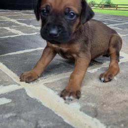 Zola - Rd whtn blk nose female Rhodesian Ridgeback puppy in Gaffney, South Carolina from Circle D Farms