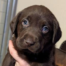 Shelby (purple collar) - Chocolate female Labrador Retriever puppy in Commerce, Oklahoma from Standing Water Kennels
