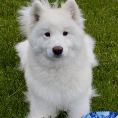 Liberty  - Samoyed