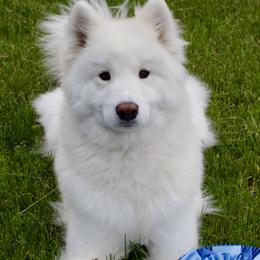 Liberty  - Samoyed