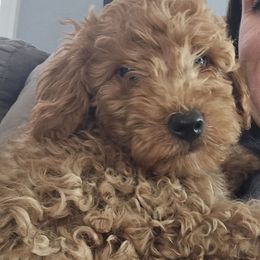 Hank - Red  male Goldendoodle puppy in Archbold, Ohio from Wurster's Mini Wee Doodles