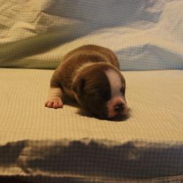 Boy 4 - Chocolate tri-color male American Bully puppy in Dixon, Kentucky from Haymaker Bully Camp