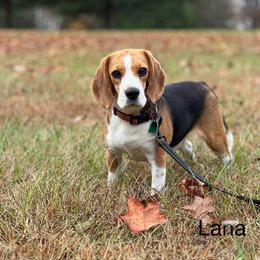 Lana - Black tan and white female Beagle puppy in Mansfield, Missouri from Rippee Creek Kennel