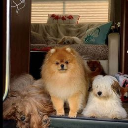 Havanese and Pomeranians from Michelle Soave