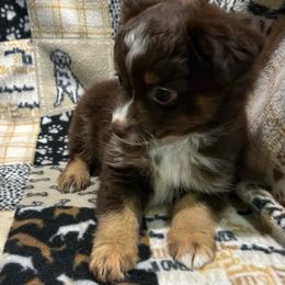 Brownie - Red tri female Toy Australian Shepherd puppy in Grady, Arkansas from KAREN K MCPHERSON