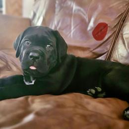 Red boy - Black male Cane Corso puppy in Mc Ewen, Tennessee from Worldwide Kennels