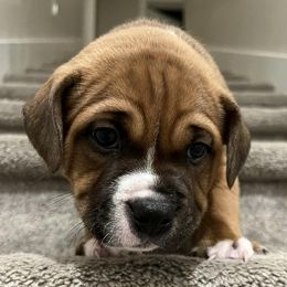 Staffordshire Bull Terriers from Jenkins' Staffordshire Bull Terriers