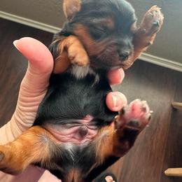 Bentley - Parti male Yorkshire Terrier puppy in Riverview, Texas from Luna's Treasures