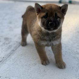 Boy 1 - Sesame male Shiba Inu puppy in Lakeland, Florida from Shiba Co.