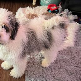 Assorted Doodle Crosses, Aussiedoodle, Bernedoodle, Goldendoodle, and Sheepadoodle Puppies from Happy Top Doodles