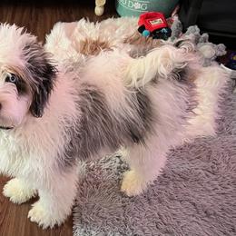 Assorted Doodle Crosses, Aussiedoodle, Bernedoodle, Goldendoodle, and Sheepadoodle Puppies from Happy Top Doodles