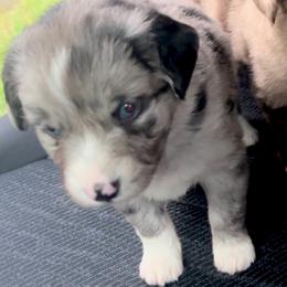 Aspen - Blue merle female Miniature Australian Shepherd puppy in Ringgold, Louisiana from Barrett's Buddies