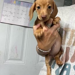 Ruby - Cream female Dachshund puppy in Oklahoma from Rockin’ S Kennel