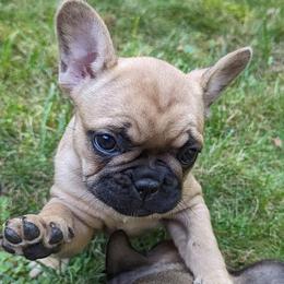 June - Tricolors French Bulldog puppy in Salem, Virginia from Alpine Kennel