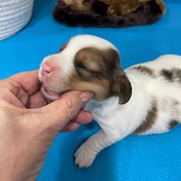Mia - Dapple female Dachshund puppy in Bullard, Texas from Mimidachs of Texas
