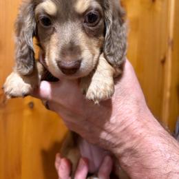 Cree - Chocolate and cream female Dachshund puppy in Heber Overgaard, Arizona from Sonoran Doxies