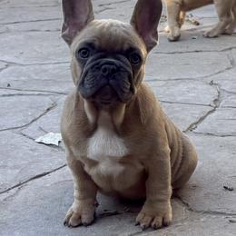 French Bulldog Puppies from Yellowstone Frenchies