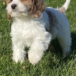 Cavalier King Charles Spaniel and Cavapoo Puppies from God Speed Paws
