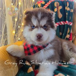 Lasso - Red and white male Siberian Husky puppy in Addison, Michigan from Gray Run Siberian Huskies