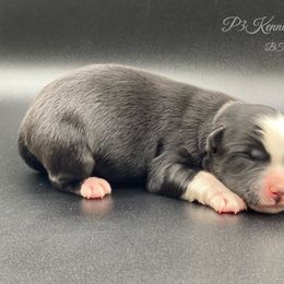 Miniature Australian Shepherd and Toy Australian Shepherd Puppies from P3 Toy and Miniature Australian Shepherd’s