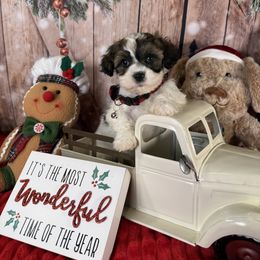 Cleveland - White male Havanese puppy in Clermont, Florida from Country Sweet Havanese and Creative Coaching