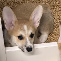 Liberty - Red female Pembroke Welsh Corgi puppy in Victoria, Texas from Clear Creek Corgis