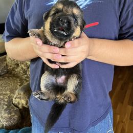 Red - Black and red male German Shepherd puppy in Sacramento, California from Von Blackwolf German Shepherds
