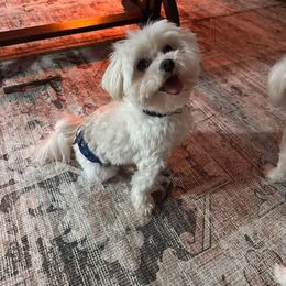 Buddy - Maltese