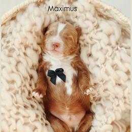 Maximus - Red  male Goldendoodle puppy in Rio Linda, California from GoldendoodlePaw