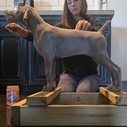 Female- Lennon - Silver gray female Weimaraner puppy in Indiana from So-IN Weimaraner's