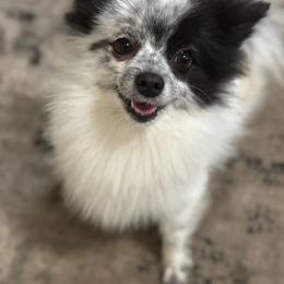 Pomeranian and Siberian Husky All Grown Up from Meagan's Siberian Huskies & Pomeranians