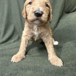 Aquata - Red  female Goldendoodle puppy in Chino Valley, Arizona from Whiskey Row Royals