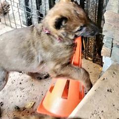 Belgian Laekenois Puppies from Cal Curly Coats Belgian Laekenois
