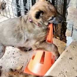 Belgian Laekenois Puppies from Cal Curly Coats Belgian Laekenois