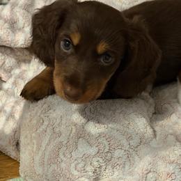 Timber AKC - Chocolate and tan male Dachshund puppy in Erie, Michigan from Champagne’s Grinch Toe’d Dachshunds