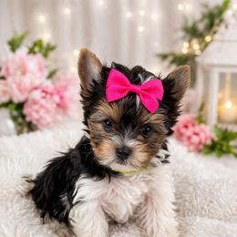Lily - Black tan and white female Biewer Terrier puppy in Concord, California from Puppy Boutique