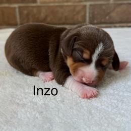 Inzo - Brown white and tan male Beagle puppy in Rogersville, Missouri from Hales Little Beagle Haven