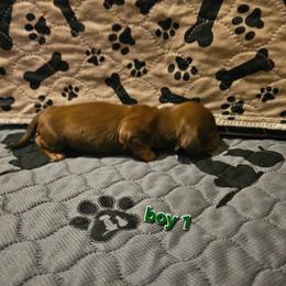 Boy 1 - Chocolate and tan male Dachshund puppy in New Castle, Colorado from Shaffers low riding weiners