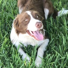 Bandit - Border Collie