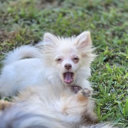 Cece - Beaver female Pomeranian puppy in El Centro, California from BabyBooPoms