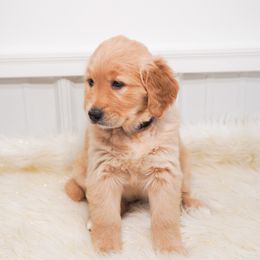 Golden Retriever, Miniature American Shepherd, and Siberian Husky Puppies from HuskiesAndGoldensWithFinesse